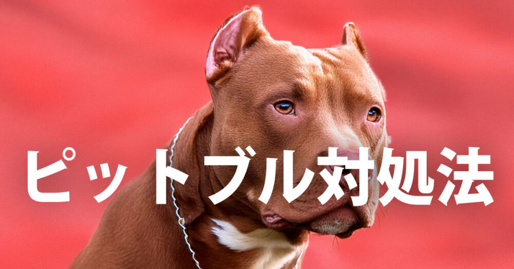 ピットブルは“世界最強の犬”？凶暴と言われる理由と襲われた時の対処法